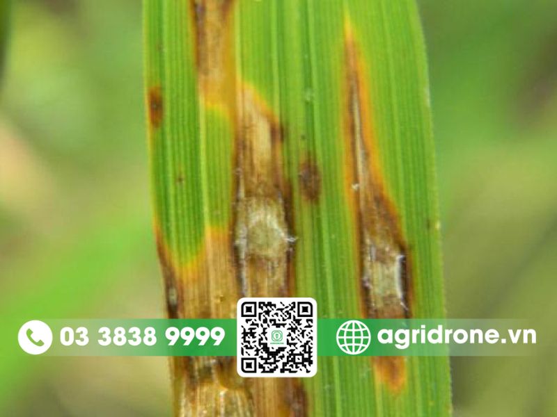 Bệnh đạo ôn lúa: Nguyên nhân và cách phòng ngừa