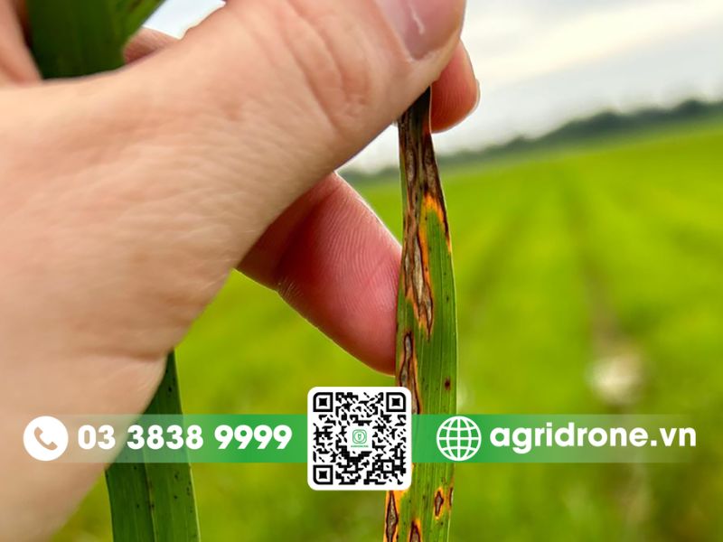 Bệnh đạo ôn lúa là gì?
