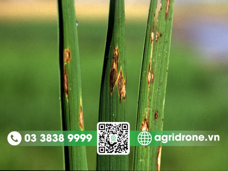 Các biện pháp phòng ngừa bệnh đạo ôn lúa hiệu quả