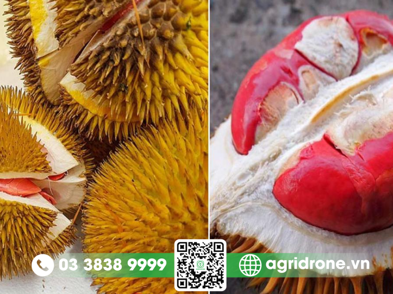 Cây sầu riêng ruột đỏ: đặc điểm, cách trồng và các bệnh thường gặp