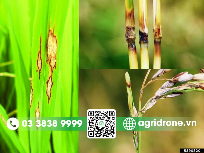 Dấu hiệu nhận biết bệnh đạo ôn trên các bộ phận của cây lúa