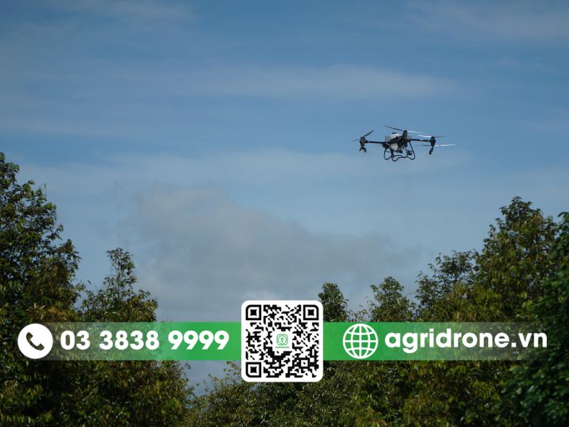 Hiệu quả diệt trừ 98% sâu bệnh trên cây sầu riêng chỉ trong 1 lần phun