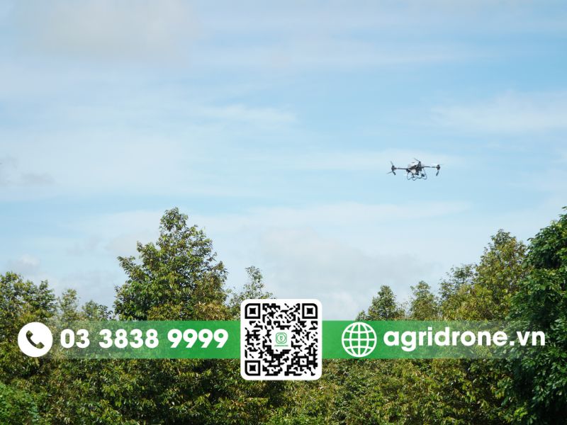 Hiệu quả máy bay phun thuốc trên cây sầu riêng diệt trừ 98% sâu bệnh