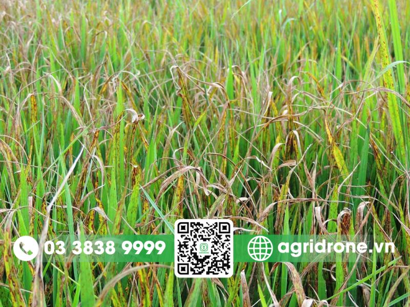 Tác hại của bệnh đạo ôn đối với ruộng lúa