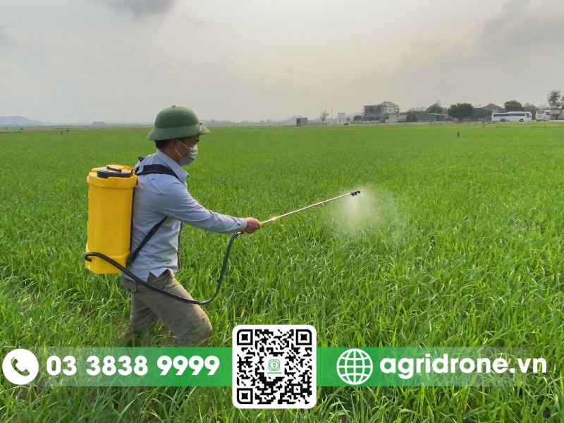 Các giai đoạn phun thuốc cho lúa hiệu quả, năng suất cao
