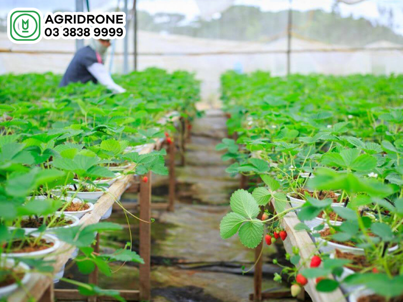 Phát triển nông nghiệp bền vững ở Việt Nam mô hình và hướng phát triển