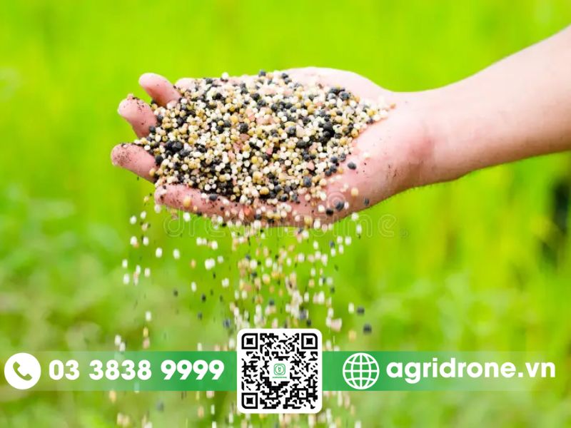 Các loại phân bón thiết yếu cho cây lúa hiện nay