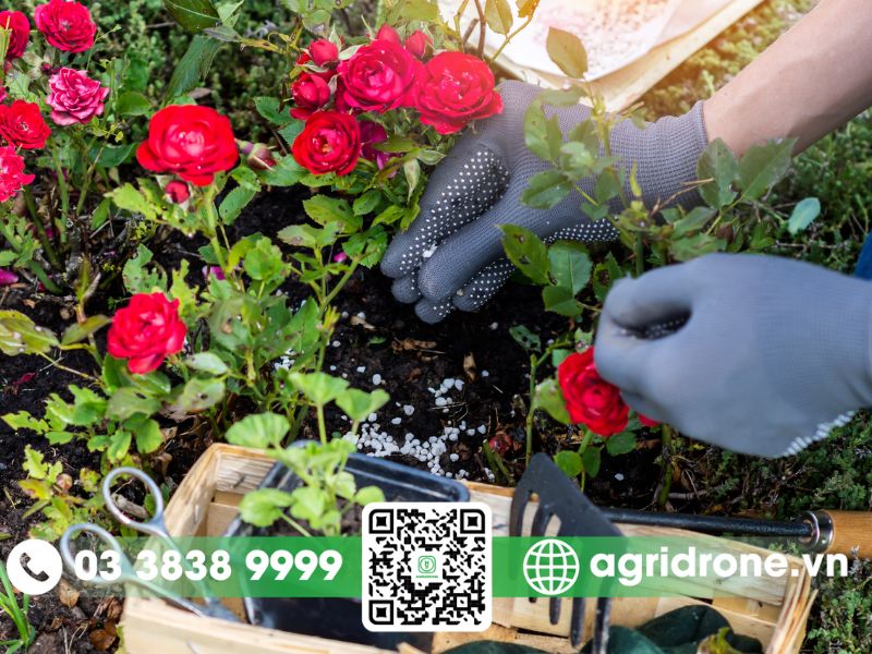 Cách bón phân cho hoa hồng đúng kỹ thuật