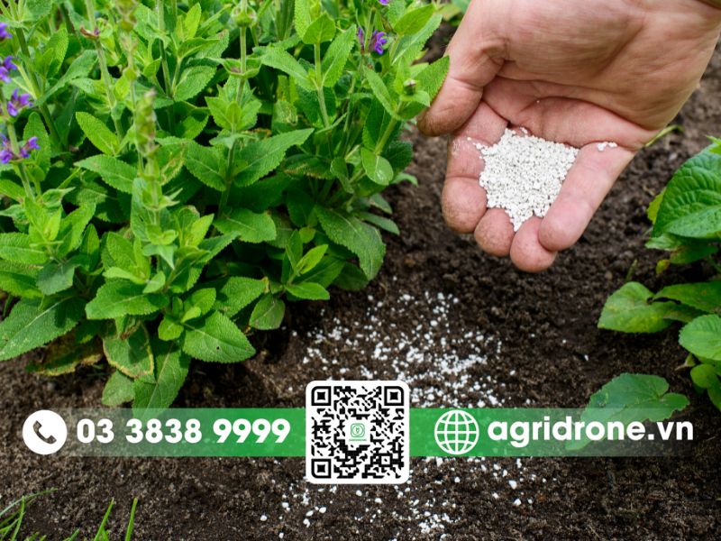 Phân bón là gì? Có những loại phân bón phổ biến nào?