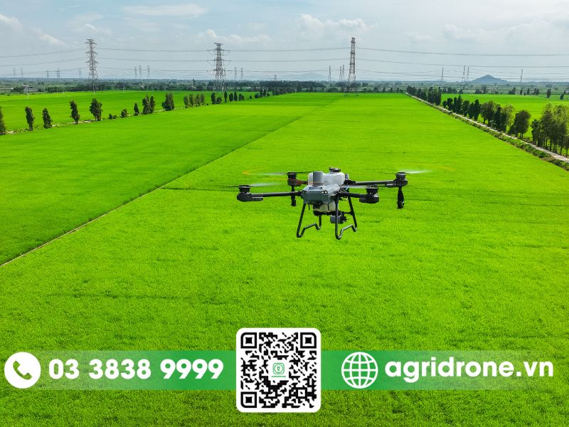 Tổng hợp các phương pháp bón phân cho lúa hiệu quả nhất