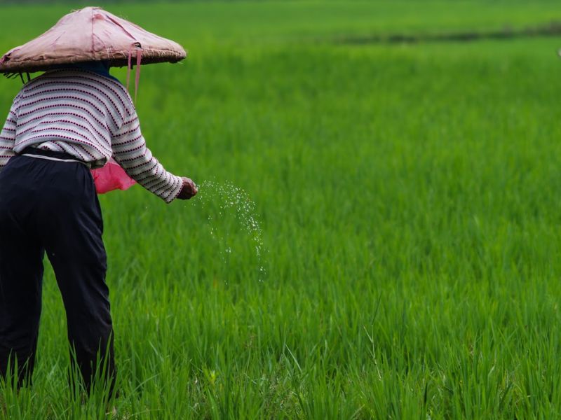 Tổng hợp các phương pháp bón phân cho lúa phát triển tốt