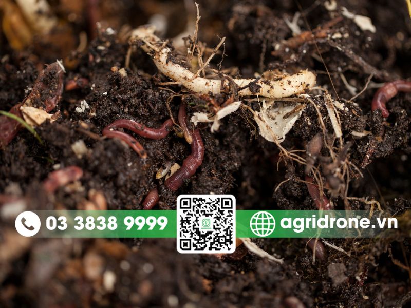 Vai trò của giun đất đối với đất trồng trọt là gì? Top 6 tác động 2 Giun đất giúp trung hòa pH đất