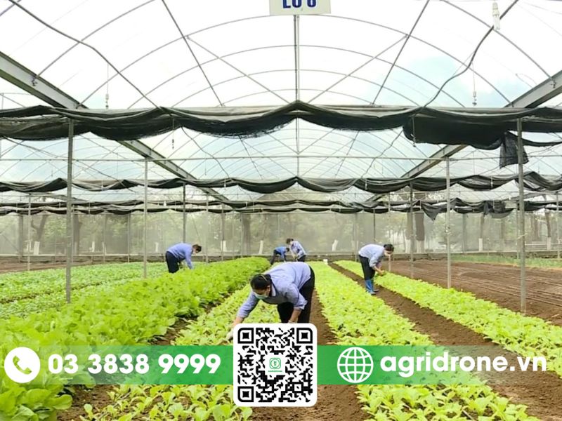 Thực trạng phát triển nông nghiệp công nghệ cao tại Việt Nam