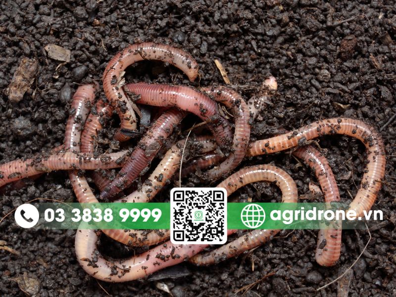 Vai trò của giun đất đối với đất trồng trọt là gì? Top 6 tác động