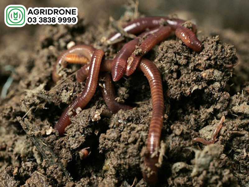 Vai trò của giun đất đối với đất trồng trọt – AgriDrone