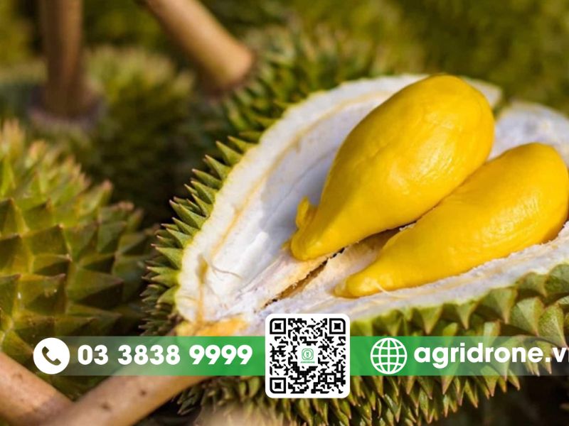 Đặc điểm nhận biết giống sầu riêng Ri6