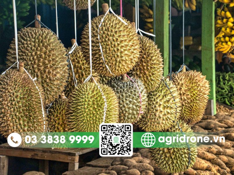 Giá trị kinh tế của sầu riêng Malaysia