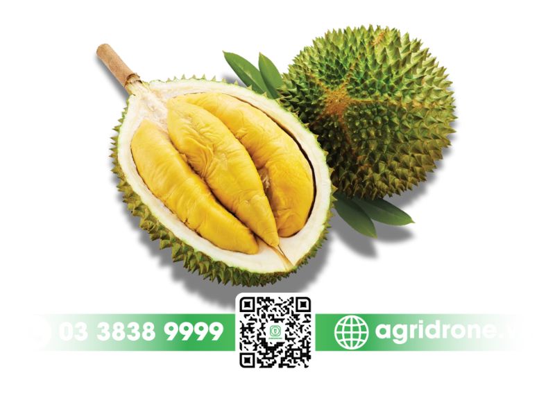 Giống sầu riêng Malaysia musang king