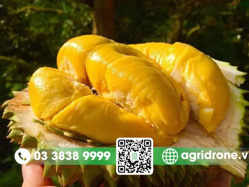 Sầu riêng Ri6 là gì?