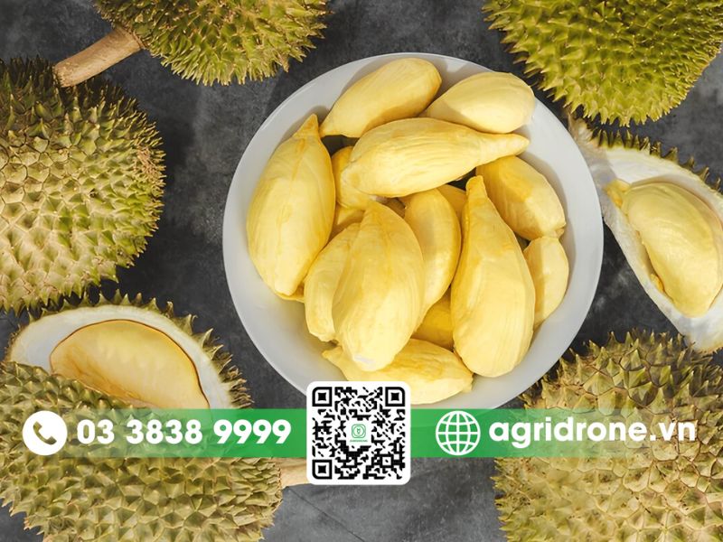 Top 3 giống sầu riêng Malaysia phổ biến tại Việt Nam