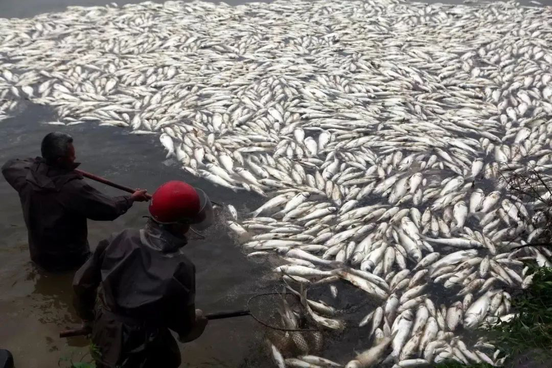 Một lượng lớn hóa chất trôi dạt có thể khiến một lượng lớn cá chết