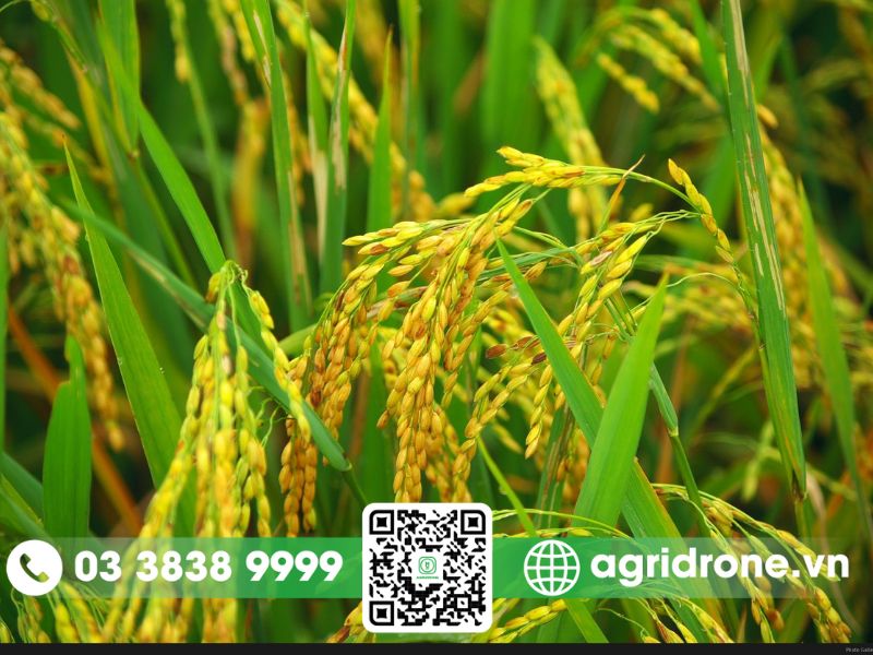 Các giống lúa vụ mùa phổ biến cho năng suất tốt nhất hiện nay