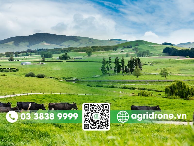 New Zealand: Chăn nuôi hiện đại, thân thiện môi trường