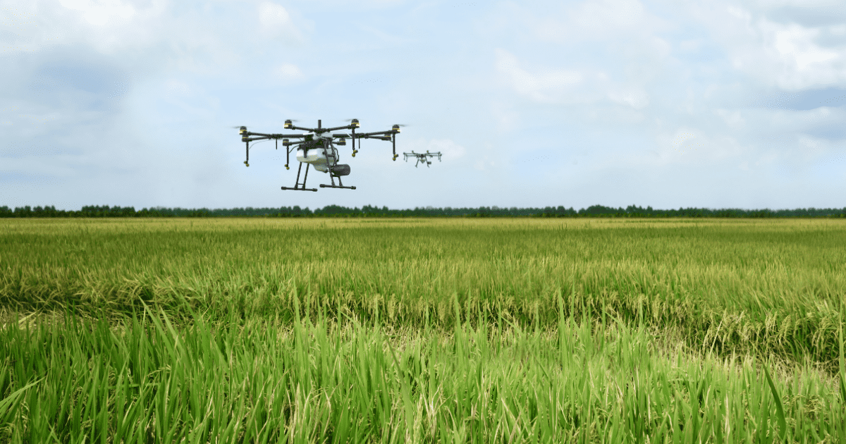 Diet co tren ruong lua bang drone