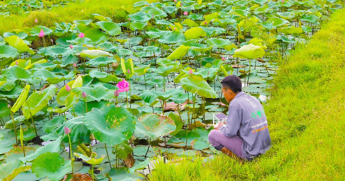 May bay khong nguoi lai duoc su dung de phun thuoc tru sau tai mot ho sen o Thi Xa Huong Thuy Thua Thien Hue