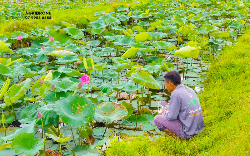 May bay khong nguoi lai duoc su dung de phun thuoc tru sau tai mot ho sen o Thi Xa Huong Thuy tinh Thua Thien Hue