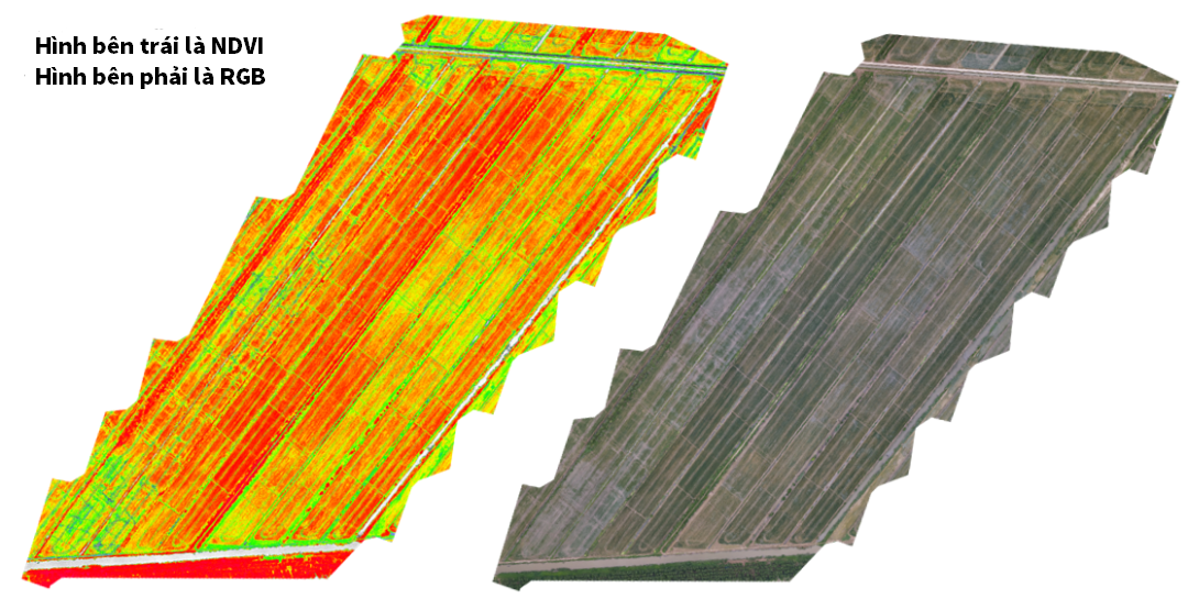 NDVI RGB