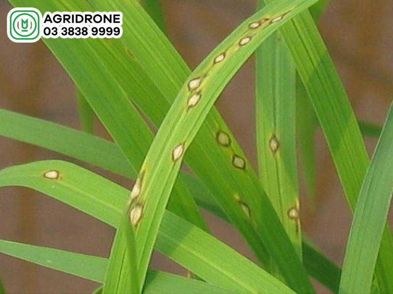 Cách phân biệt cây lúa bị nhiễm bệnh đạo ôn và các bệnh lúa khác? 
