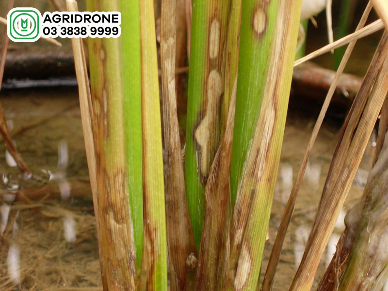 benh kho van hai lua