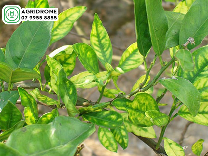 benh vang la gan xanh cay cam