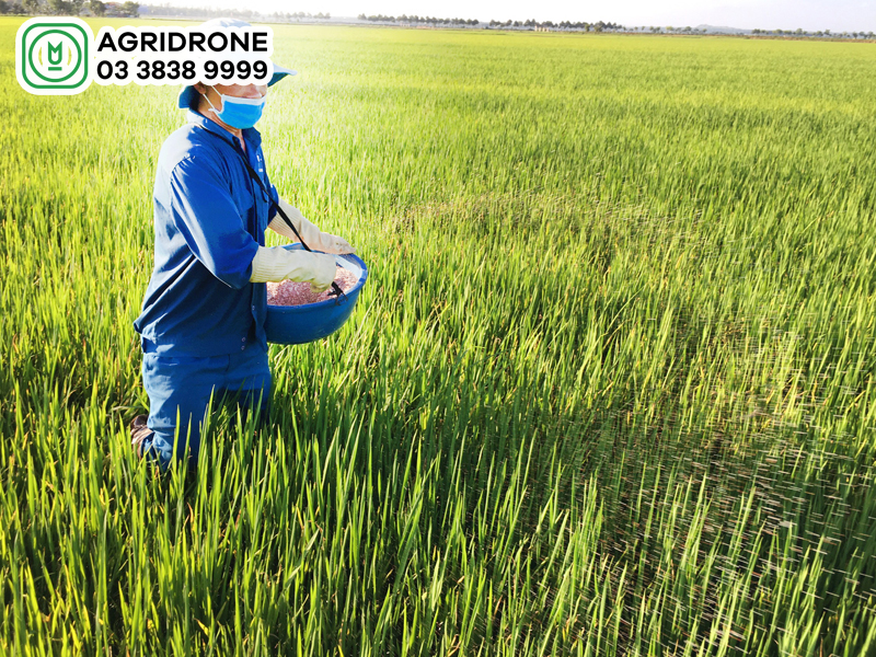 cach cham soc lua vu mua 2