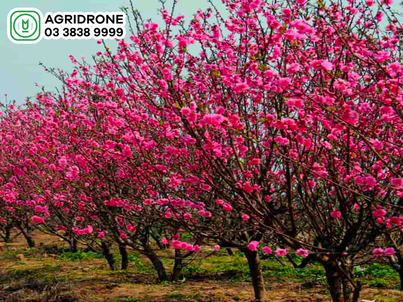 cach chua benh sau duc than cho cay dao 01