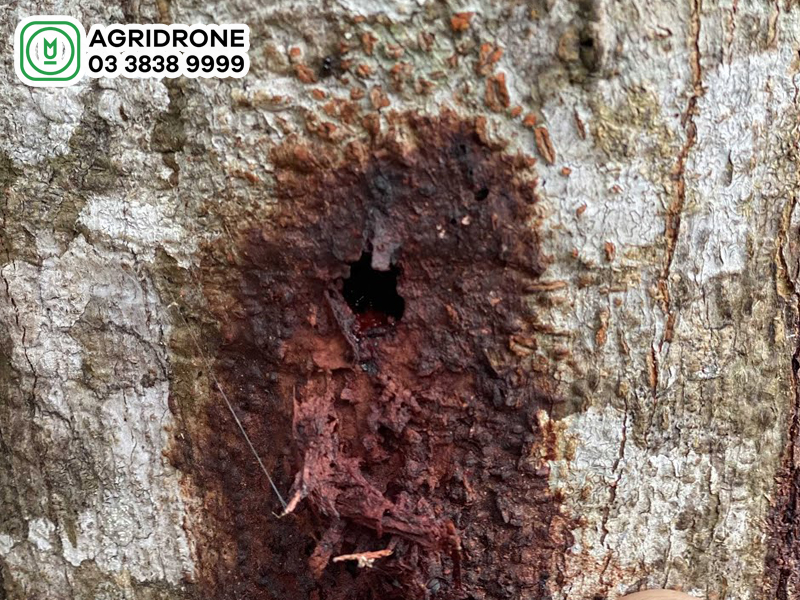 cach chua benh sau duc than cho cay mit 01