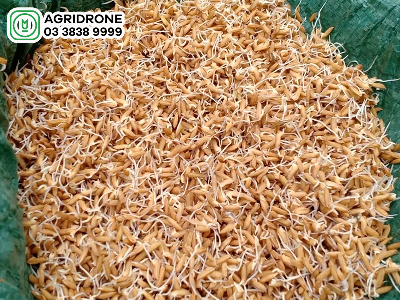 cach ngam u lua giong vu mua 1