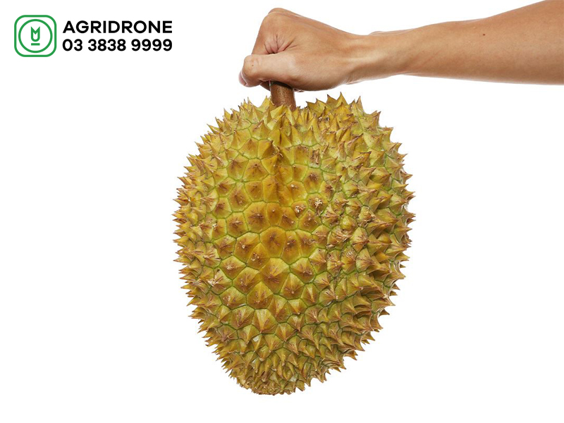 cach nhan biet sau rieng chin 2