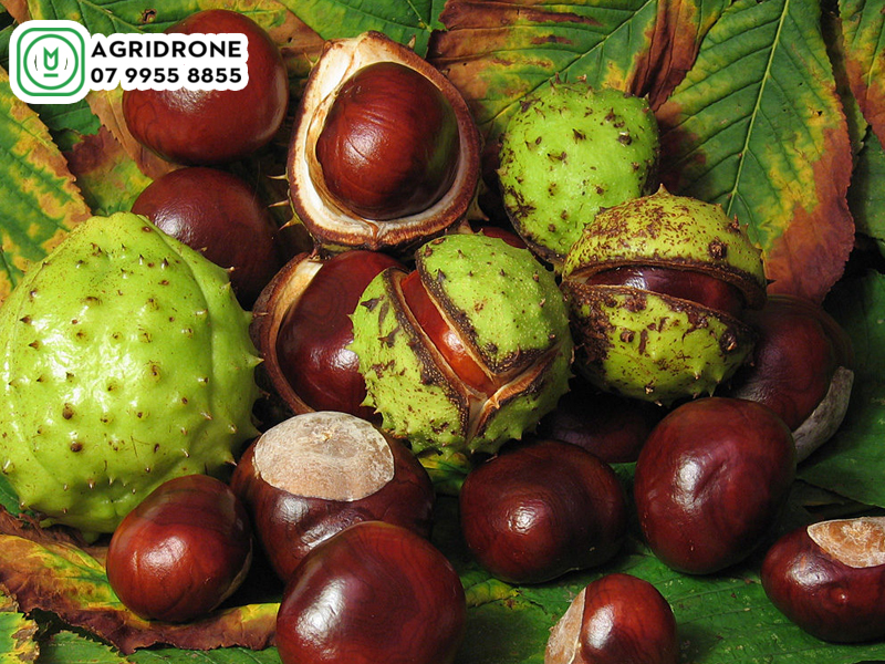 dich vu phun thuoc cao bang