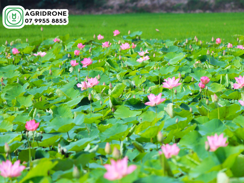 dich vu phun thuoc dong thap 02