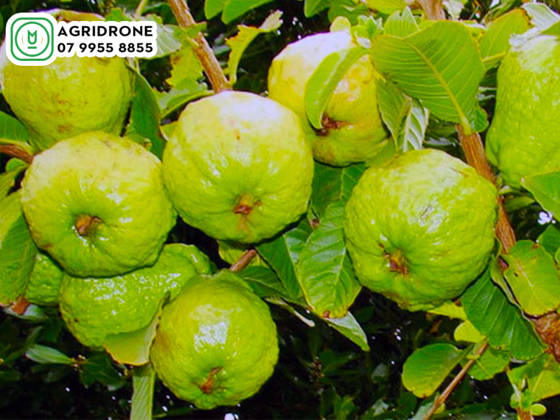 dich vu phun thuoc ha nam 01