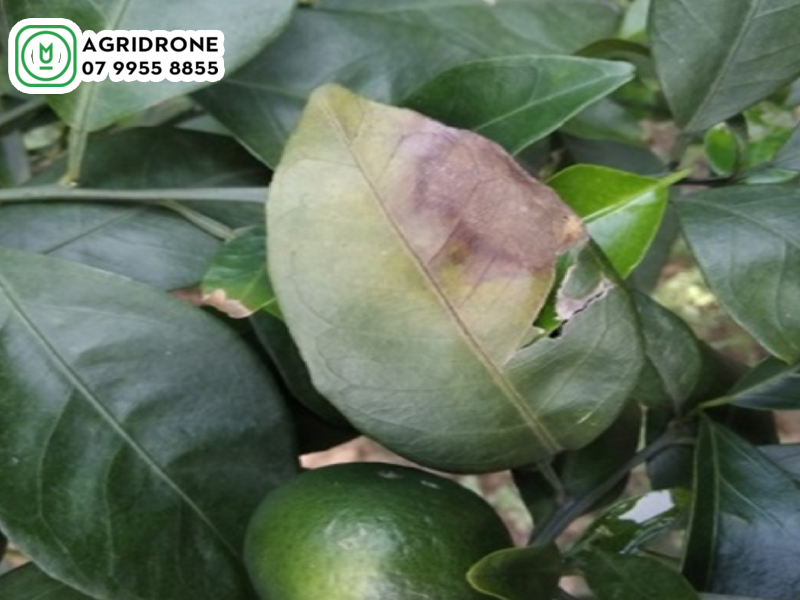 dich vu phun thuoc ha tinh