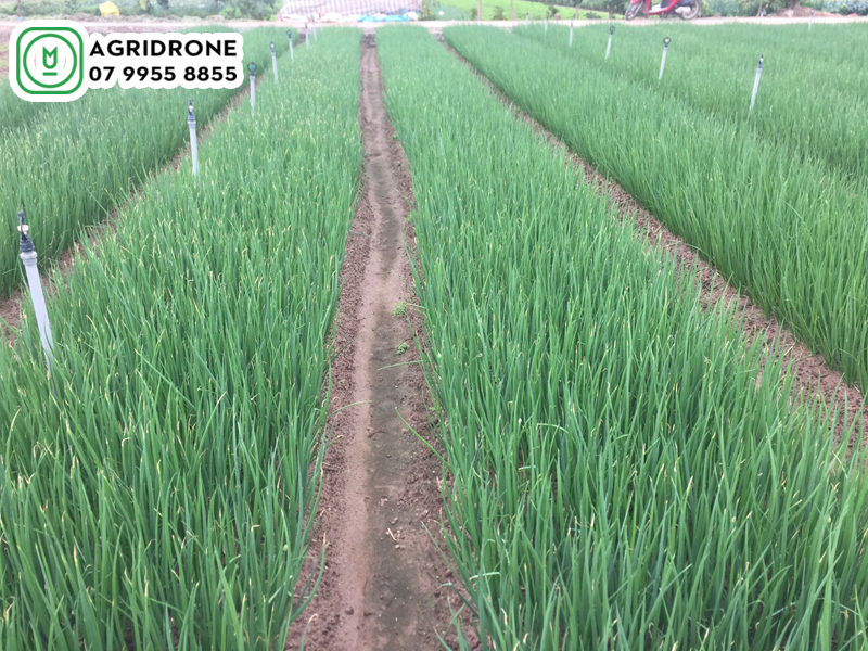 dich vu phun thuoc hai duong 01