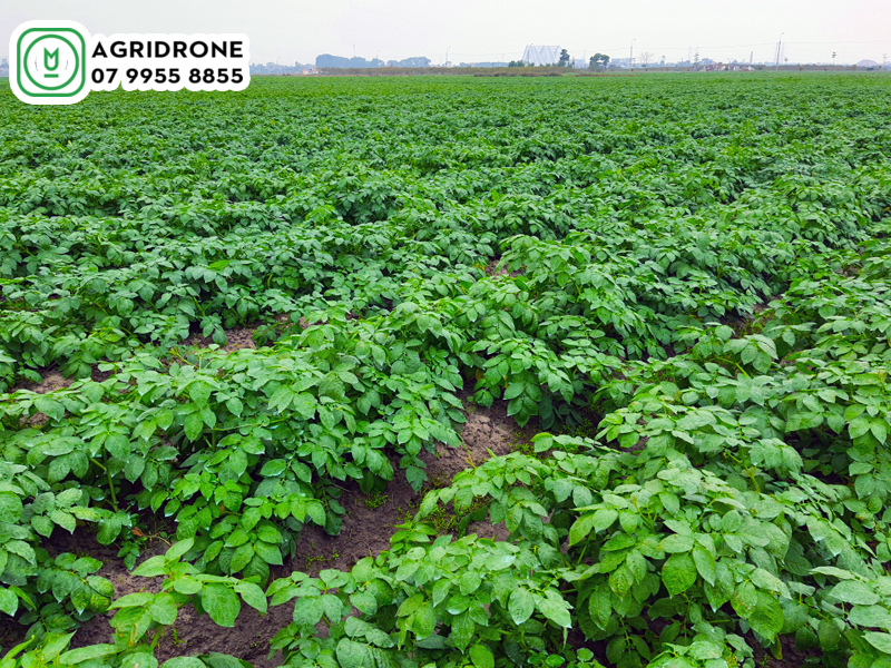 dich vu phun thuoc hai phong 01