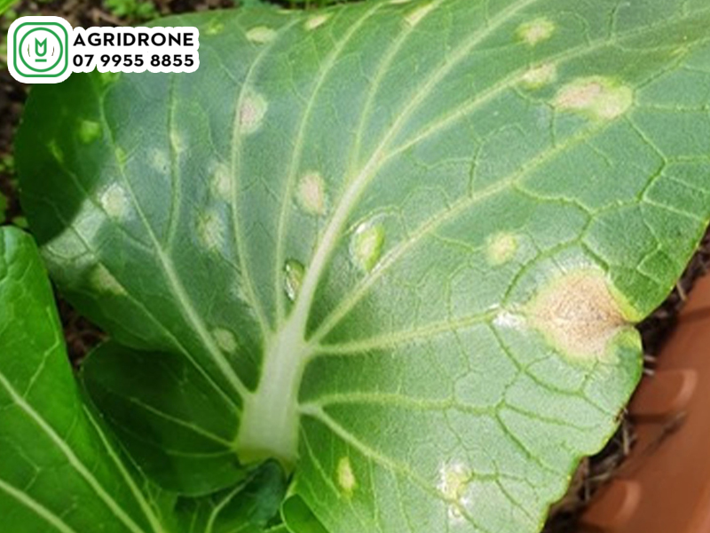 dich vu phun thuoc hoa binh