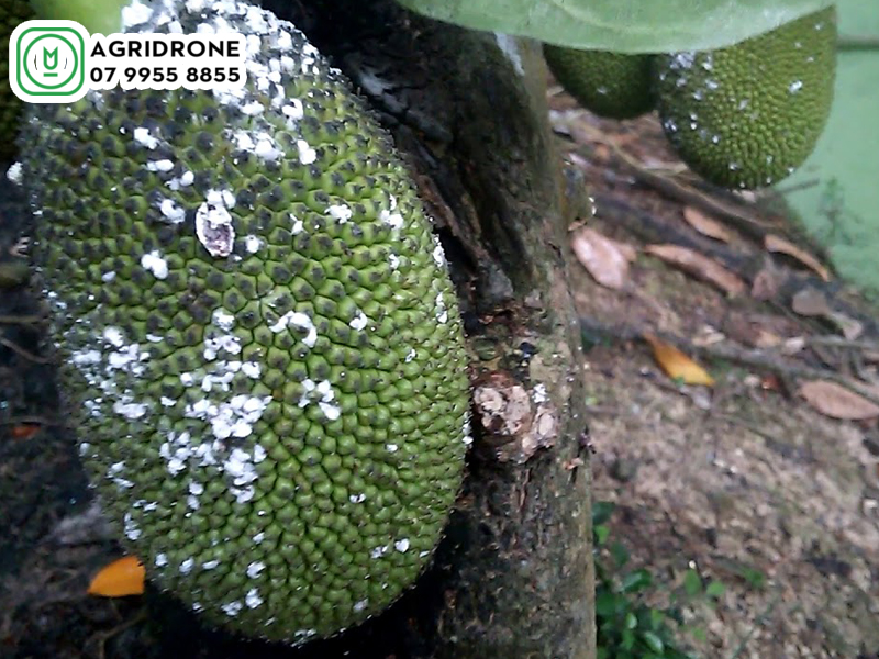 dich vu phun thuoc khanh hoa