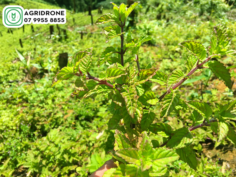 dich vu phun thuoc lang son 2