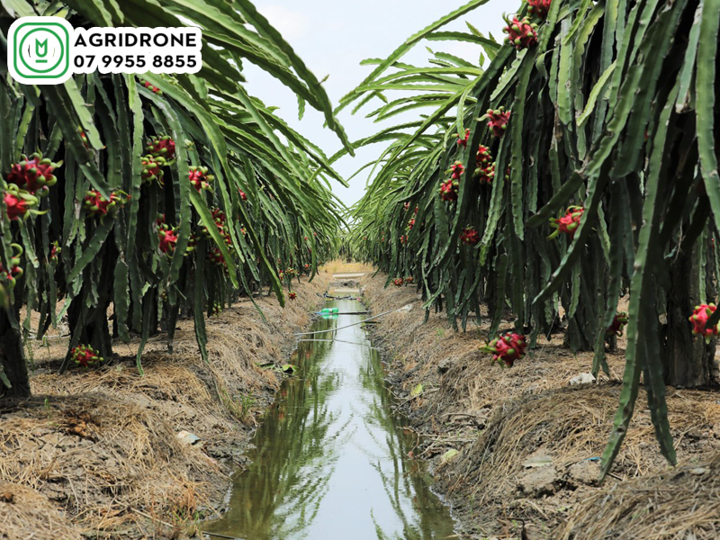 dich vu phun thuoc long an 01