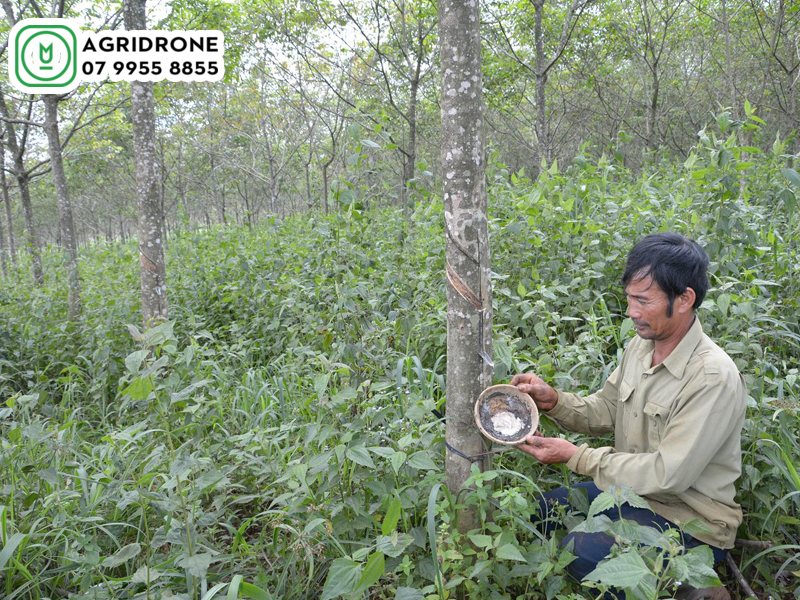 dich vu phun thuoc quang binh 02